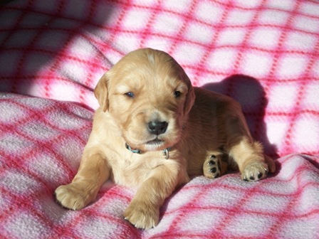 Picture of Camo Turquoise 3